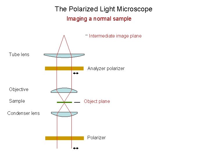The Polarized Light Microscope Imaging a normal sample Intermediate image plane Tube lens Analyzer