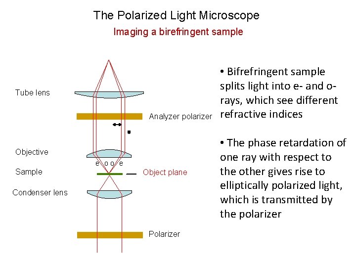 The Polarized Light Microscope Imaging a birefringent sample Tube lens Analyzer polarizer Objective Sample
