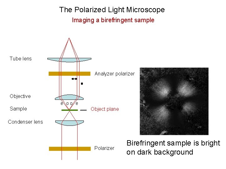 The Polarized Light Microscope Imaging a birefringent sample Tube lens Analyzer polarizer Objective Sample
