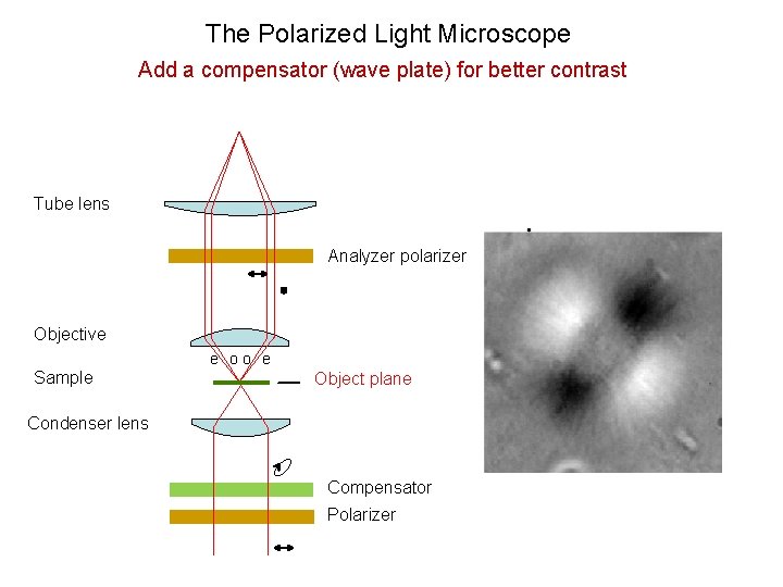 The Polarized Light Microscope Add a compensator (wave plate) for better contrast Tube lens