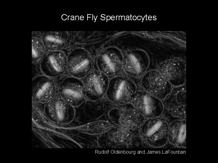 Crane Fly Spermatocytes Rudolf Oldenbourg and James La. Fountain 