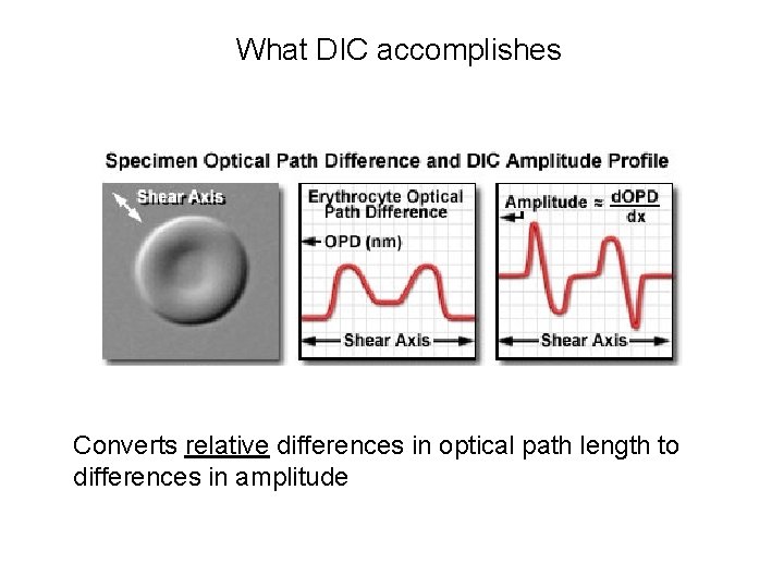 What DIC accomplishes Converts relative differences in optical path length to differences in amplitude