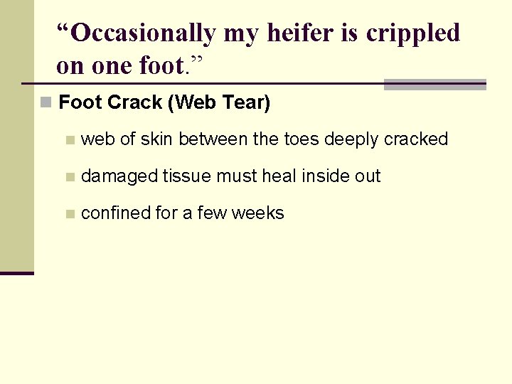 “Occasionally my heifer is crippled on one foot. ” n Foot Crack (Web Tear)