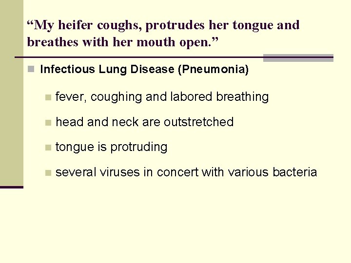“My heifer coughs, protrudes her tongue and breathes with her mouth open. ” n