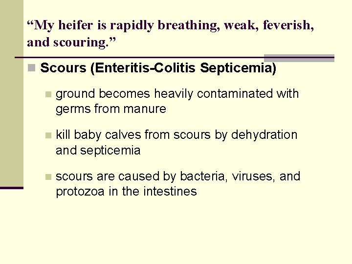 “My heifer is rapidly breathing, weak, feverish, and scouring. ” n Scours (Enteritis-Colitis Septicemia)