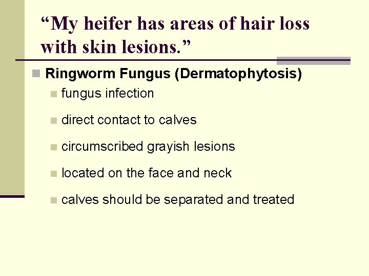 “My heifer has areas of hair loss with skin lesions. ” n Ringworm Fungus