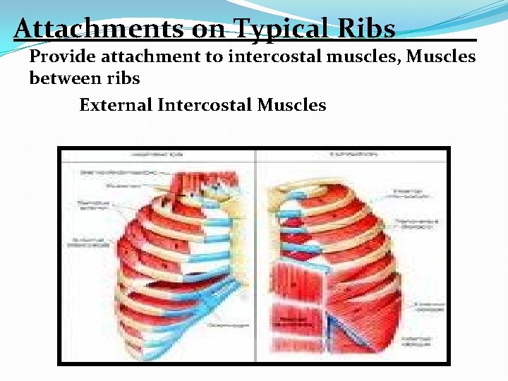 Attachments on Typical Ribs Provide attachment to intercostal muscles, Muscles between ribs External Intercostal