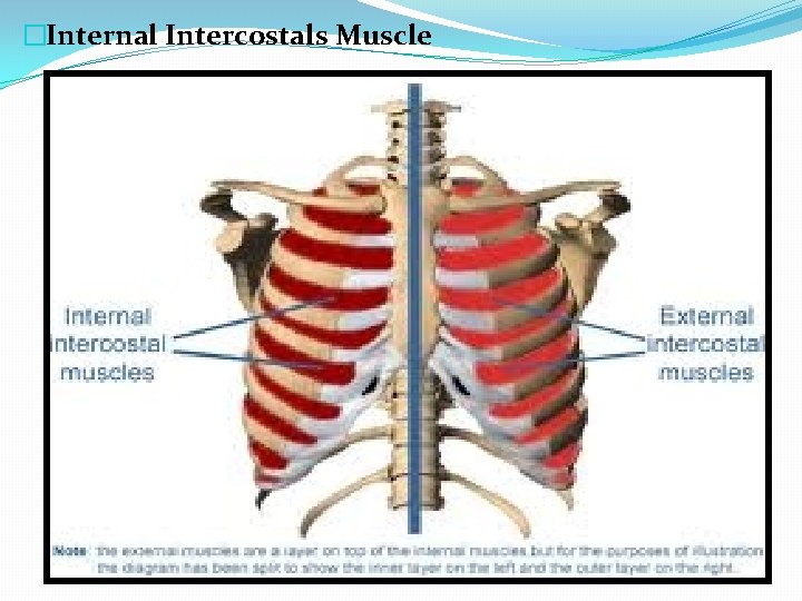 �Internal Intercostals Muscle 