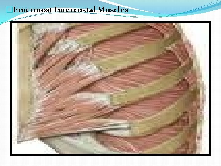 �Innermost Intercostal Muscles 