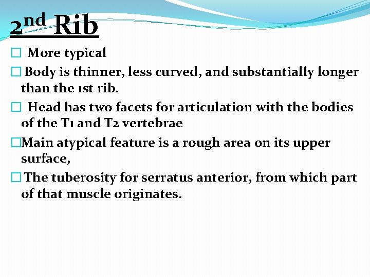 nd 2 Rib � More typical � Body is thinner, less curved, and substantially