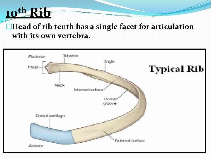 th 10 Rib �Head of rib tenth has a single facet for articulation with