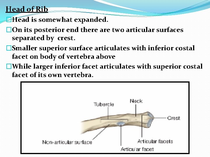 Head of Rib �Head is somewhat expanded. �On its posterior end there are two