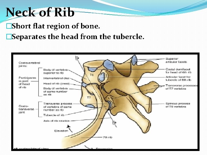 Neck of Rib �Short flat region of bone. �Separates the head from the tubercle.