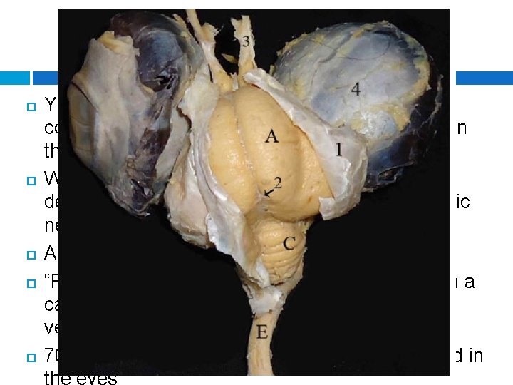 Eye Fun Facts Your eye muscle that functions to dilate and constrict the pupil