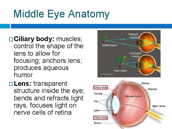 Middle Eye Anatomy � Ciliary body: muscles; control the shape of the lens to