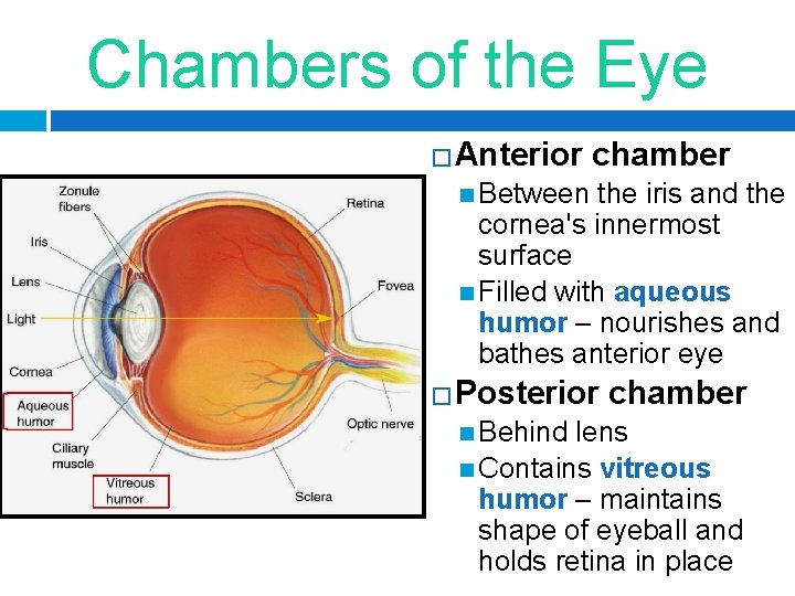 Chambers of the Eye �Anterior chamber Between the iris and the cornea's innermost surface