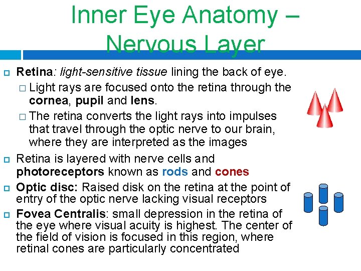Inner Eye Anatomy – Nervous Layer Retina: light-sensitive tissue lining the back of eye.
