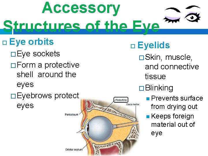 Accessory Structures of the Eye orbits � Eye sockets � Form a protective shell