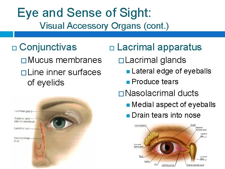 Eye and Sense of Sight: Visual Accessory Organs (cont. ) Conjunctivas � Mucus membranes