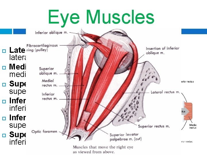 35 -34 Eye Muscles 6 muscles per eye Lateral Rectus (abducens): lateral movement Medial