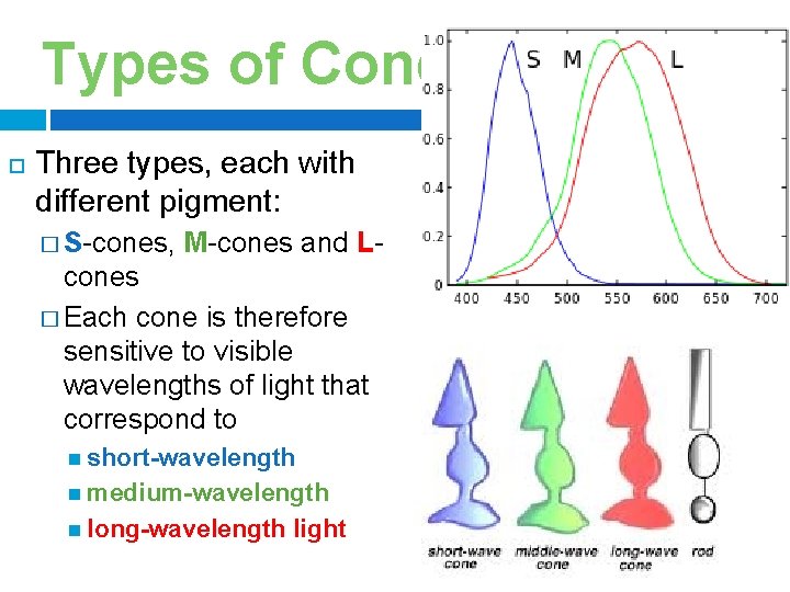 Types of Cones Three types, each with different pigment: � S-cones, M-cones and L-