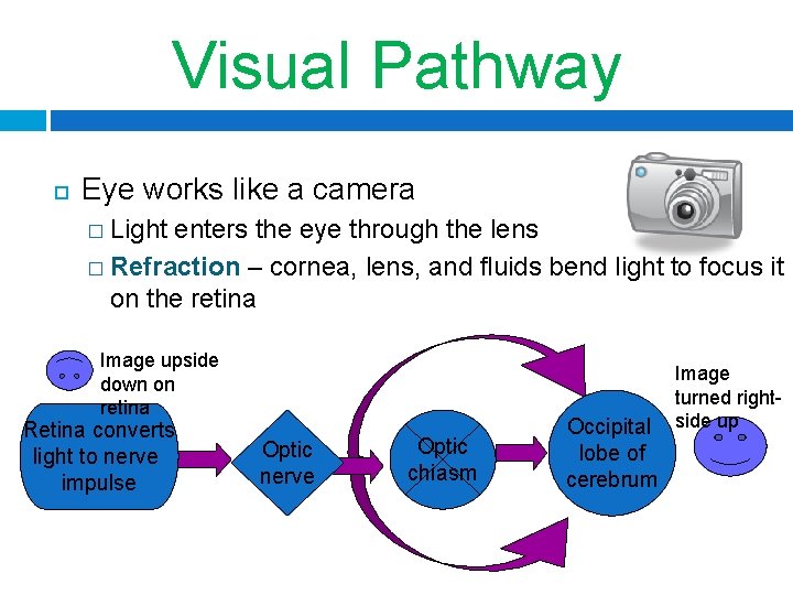 35 -40 Visual Pathway Eye works like a camera � Light enters the eye