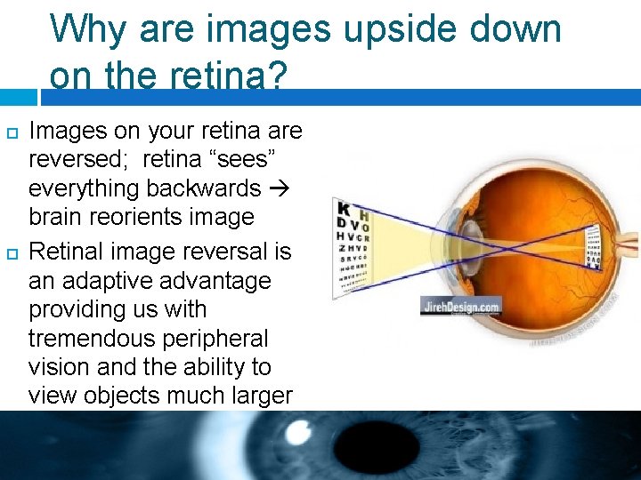 Why are images upside down on the retina? Images on your retina are reversed;