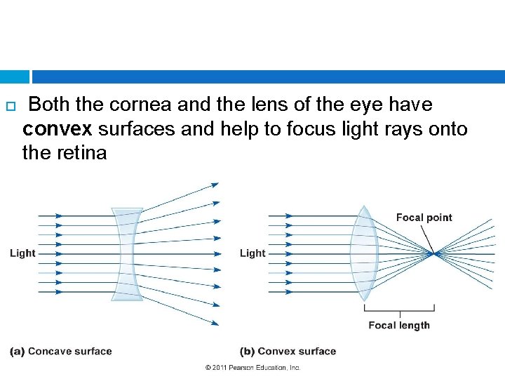  Both the cornea and the lens of the eye have convex surfaces and