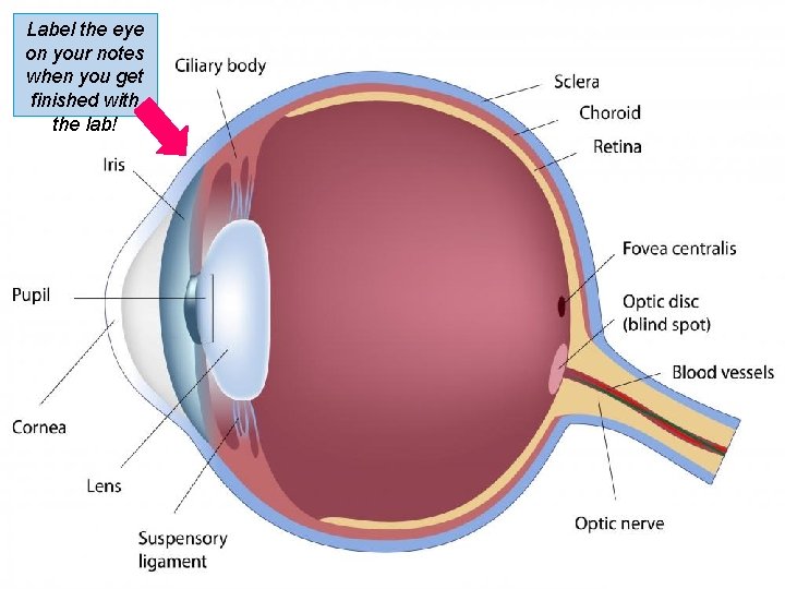 Label the eye on your notes when you get finished with the lab! 