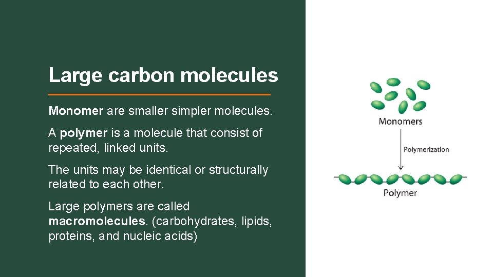 Large carbon molecules Monomer are smaller simpler molecules. A polymer is a molecule that