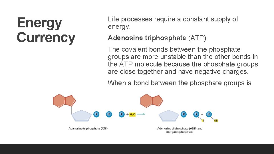 Energy Currency Life processes require a constant supply of energy. Adenosine triphosphate (ATP). The