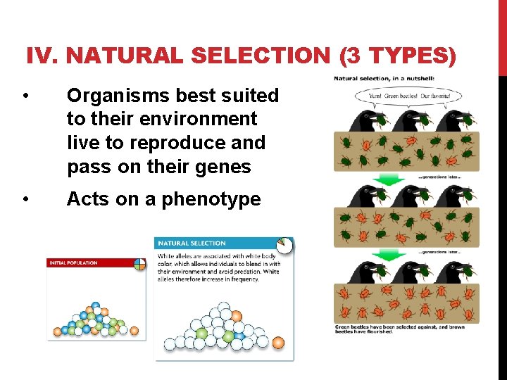 IV. NATURAL SELECTION (3 TYPES) • Organisms best suited to their environment live to