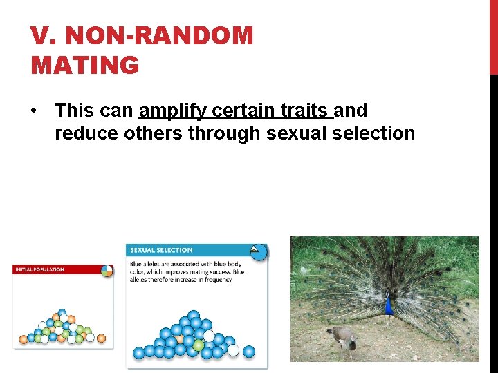V. NON-RANDOM MATING • This can amplify certain traits and reduce others through sexual