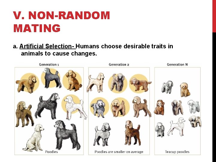 V. NON-RANDOM MATING a. Artificial Selection- Humans choose desirable traits in animals to cause