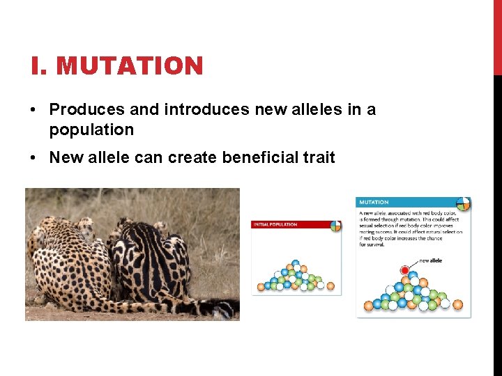 I. MUTATION • Produces and introduces new alleles in a population • New allele