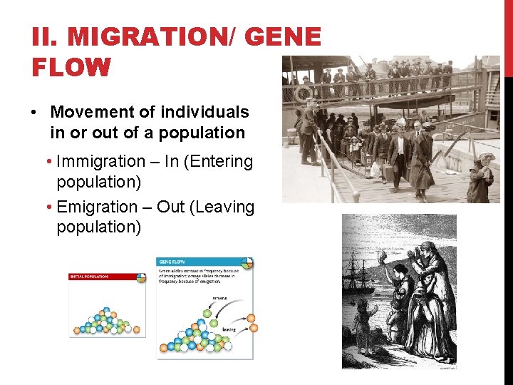 II. MIGRATION/ GENE FLOW • Movement of individuals in or out of a population