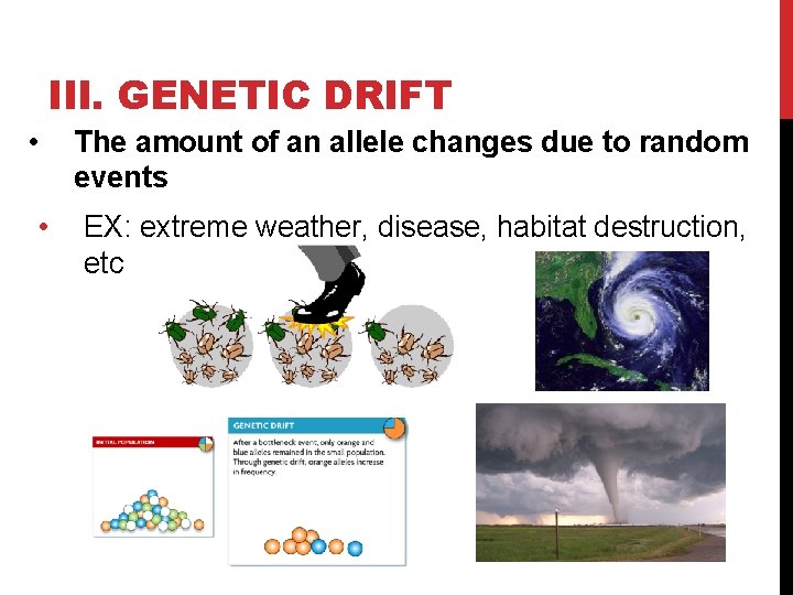 III. GENETIC DRIFT • • The amount of an allele changes due to random