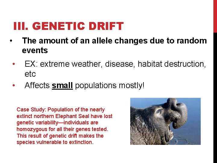 III. GENETIC DRIFT • • • The amount of an allele changes due to
