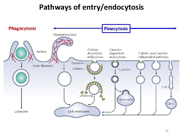 Pathways of entry/endocytosis Phagocytosis Pinocytosis 10 