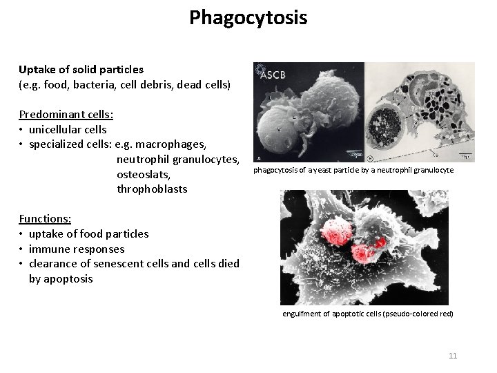 Phagocytosis Uptake of solid particles (e. g. food, bacteria, cell debris, dead cells) Predominant