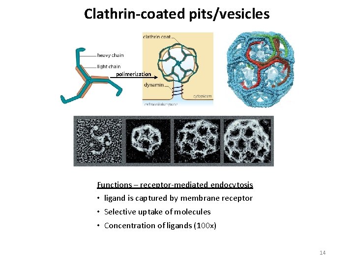 Clathrin-coated pits/vesicles polimerization Functions – receptor mediated endocytosis • ligand is captured by membrane
