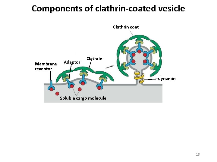 Components of clathrin-coated vesicle Clathrin coat Membrane receptor Adaptor Clathrin dynamin Soluble cargo molecule