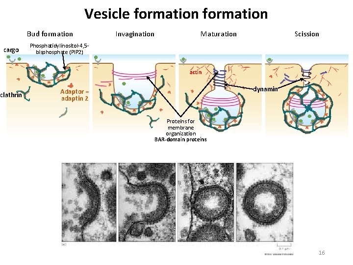Vesicle formation Bud formation cargo Invagination Maturation Scission Phosphatidylinositol 4, 5 bisphosphate (PIP 2)