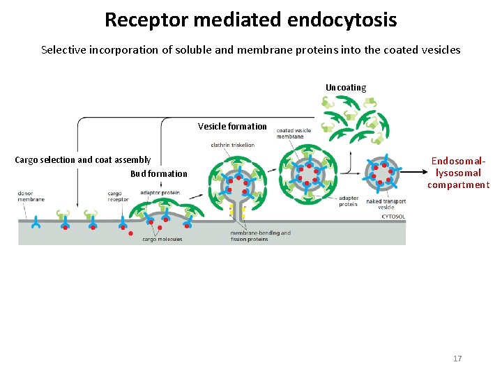 Receptor mediated endocytosis Selective incorporation of soluble and membrane proteins into the coated vesicles
