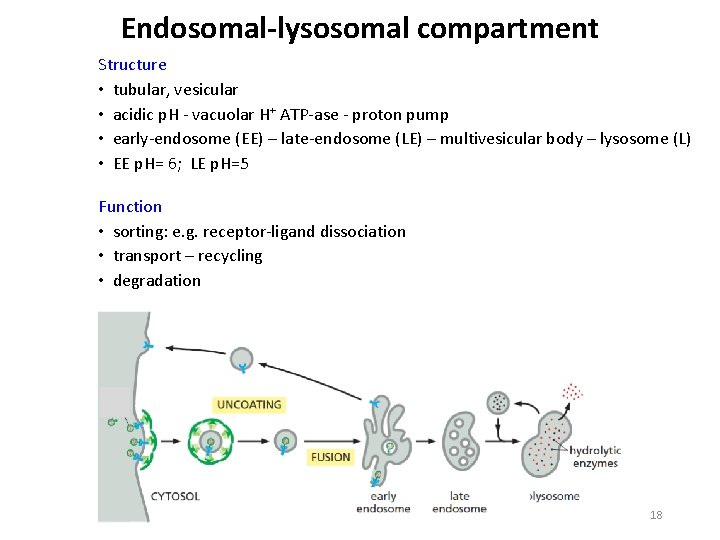 Endosomal-lysosomal compartment Structure • tubular, vesicular • acidic p. H vacuolar H+ ATP ase