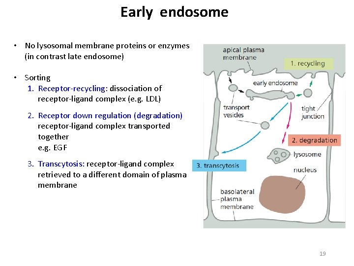 Early endosome • No lysosomal membrane proteins or enzymes (in contrast late endosome) •