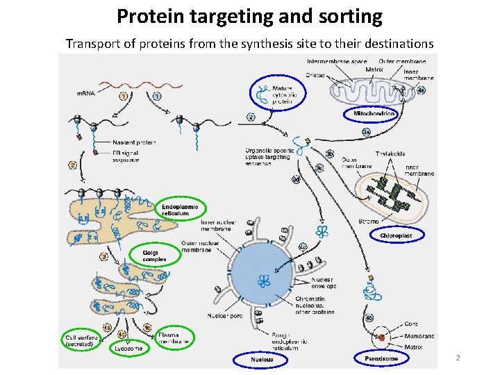Protein targeting and sorting Transport of proteins from the synthesis site to their destinations