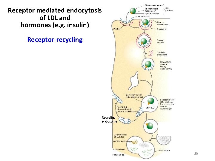 Receptor mediated endocytosis of LDL and hormones (e. g. insulin) Receptor-recycling Recycling endosome 20