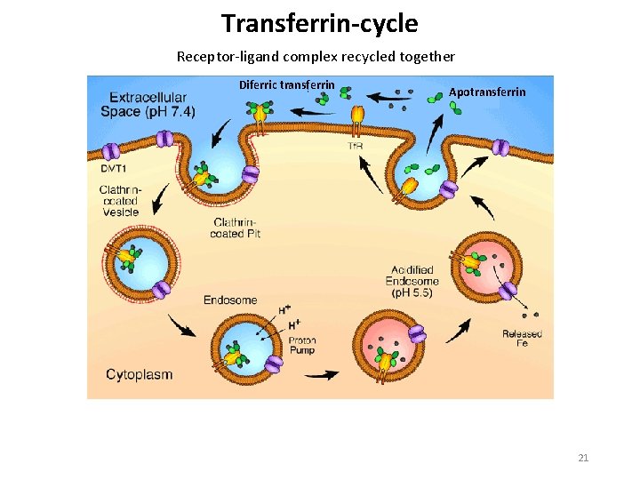 Transferrin-cycle Receptor ligand complex recycled together Diferric transferrin Apotransferrin 21 