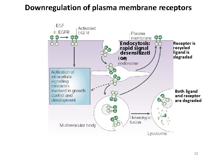 Downregulation of plasma membrane receptors Endocytosis: rapid signal desensitizati on Receptor is recycled ligand